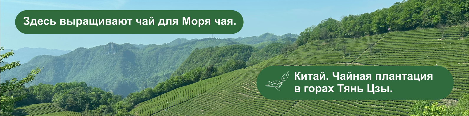 Улун (бирюзовый чай)